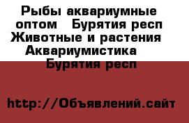 Рыбы аквариумные, оптом - Бурятия респ. Животные и растения » Аквариумистика   . Бурятия респ.